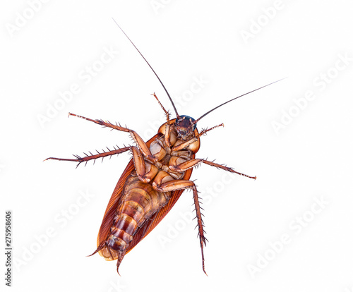 closeup cockroach isolated on white background top view