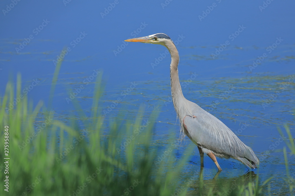 Great Blue Heron wading in blue river or lake Great Blue Heron wading in blue river or lake