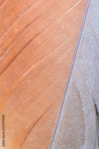 Feder aus dem Federkleid einer Nilgans zeigt die Schönheit ihrer Struktur und die Leichtigkeit zum Fliegen