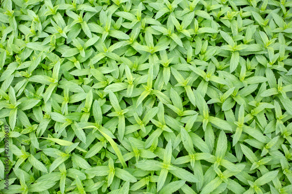 Green fresh organic mint field. Agriculture concept photo. Green fresh organic mint field. Agriculture concept photo.