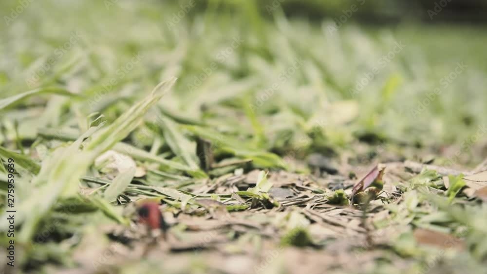 A line of busy ants from a colony (tiny industrious insects) carrying food and other stuff to the nest. Macro detail shot, low POV. A line of busy ants from a colony (tiny industrious insects) carrying food and other stuff to the nest. Macro detail shot, low POV.