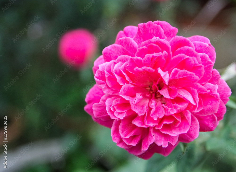 Obraz premium Beautiful pink roses blooming in the garden