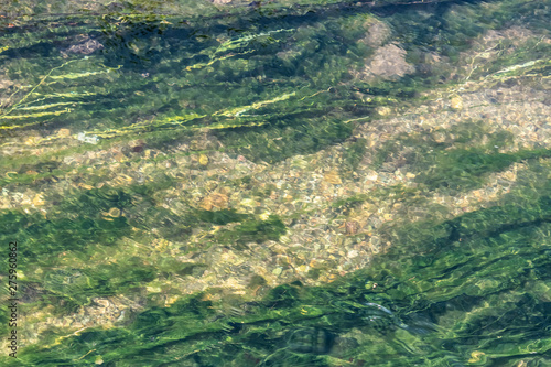 Algae in mountain stream clear water - Image