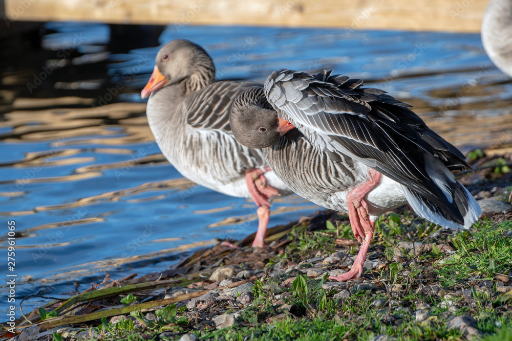 Two greylag geese standing on one leg on a winter day Two greylag geese standing on one leg on a winter day