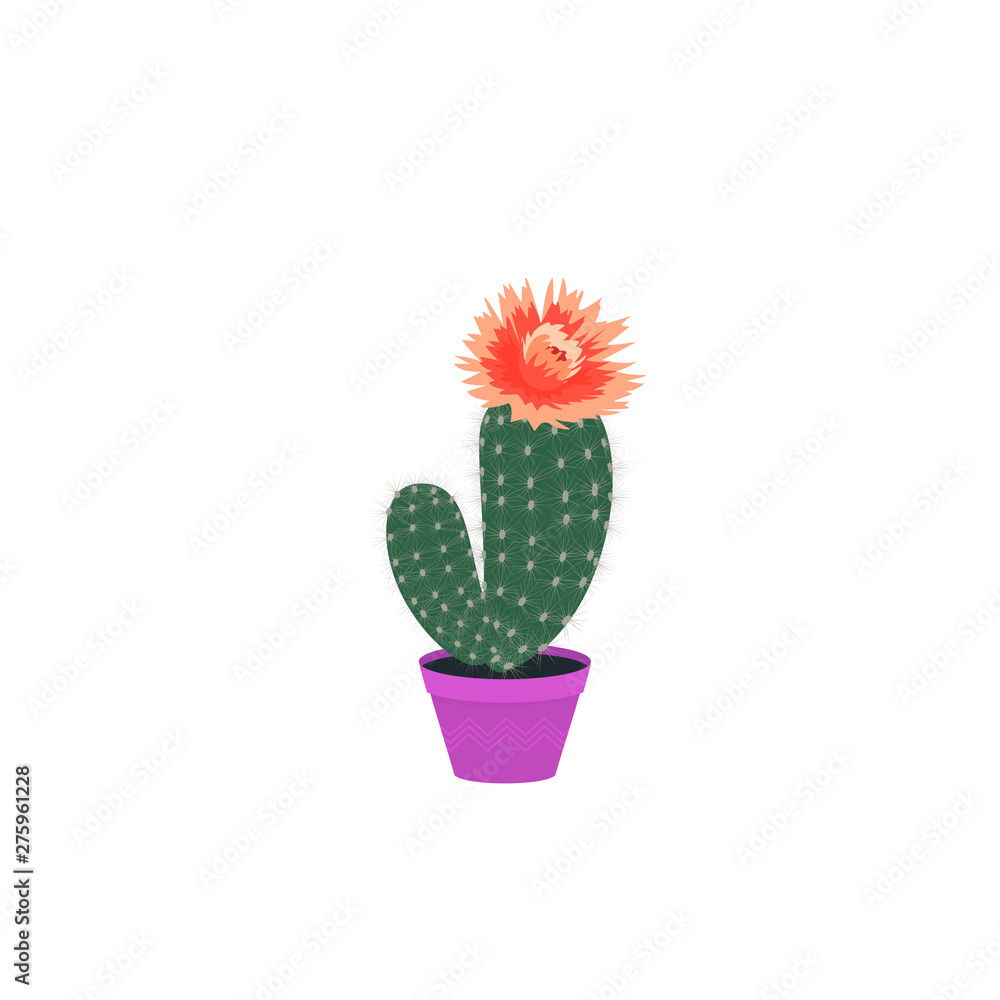 Set of blooming cacti. Cactus in a pot. Potted home plant