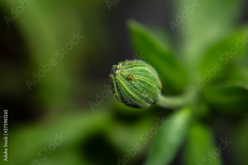 green bloom in the forest