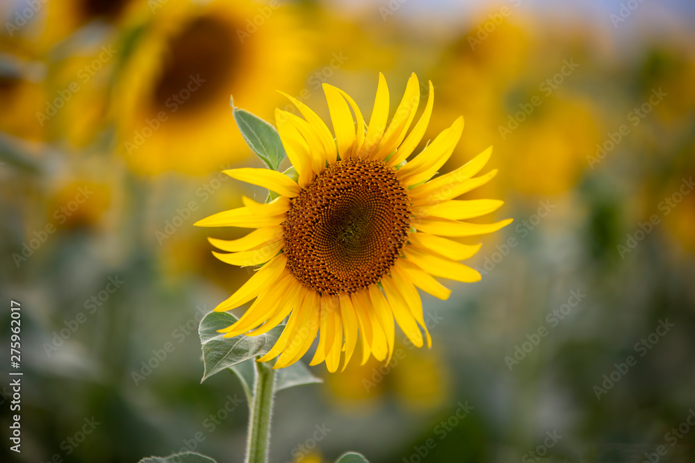 A beautiful sunflower field. Agriculture concept photo. A beautiful sunflower field. Agriculture concept photo.