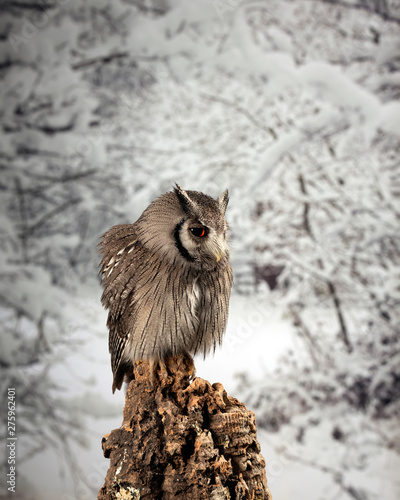 Stunning portrait of Southern White Faced Owl Ptilopsis Granti in studio setting with snowy Winter background