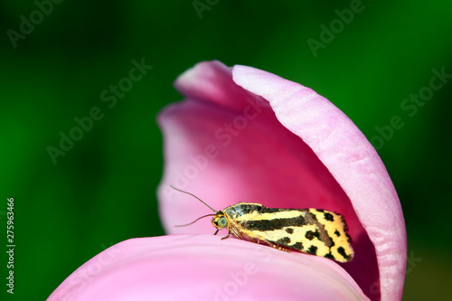 Emmelia trabealis on petals photo