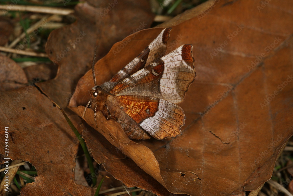 Selenia tetralunaria (HUFNAGEL, 1767) Violettbrauner Mondfleckspanner 25.03.2011 DE, NRW, Hildener Heide Selenia tetralunaria (HUFNAGEL, 1767) Violettbrauner Mondfleckspanner 25.03.2011 DE, NRW, Hildener Heide