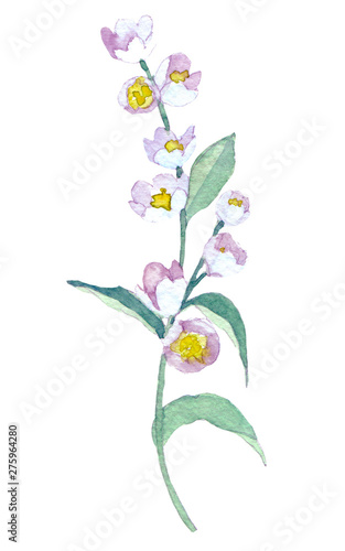 Watercolor illustration with jasmine flowers. 