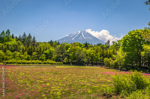 Motosu - May 24, 2019: Mount Fuji seen from the Shiba-Sakura festival, Japan photo