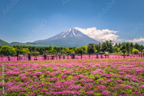 Fototapeta Naklejka Na Ścianę i Meble -  Motosu - May 24, 2019: Mount Fuji seen from the Shiba-Sakura festival, Japan