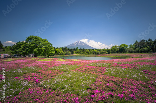 Motosu - May 24, 2019: Mount Fuji seen from the Shiba-Sakura festival, Japan