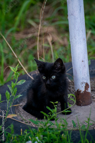 Gray and black kittens play on a good day