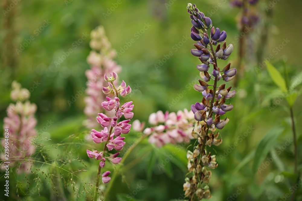 lupine flowers. creative summer background lupine flowers. creative summer background