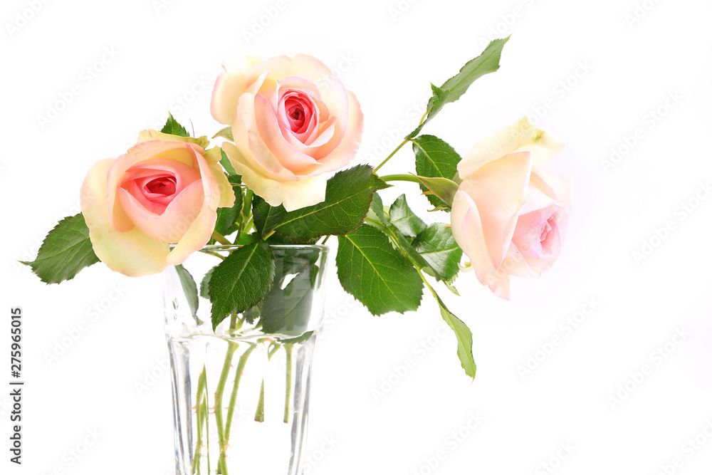 Fototapeta premium Delicate cream rose on a white background. creative minimalistic layout