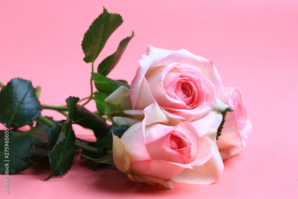Fototapeta premium pink rose on a pink background. creative minimalistic layout