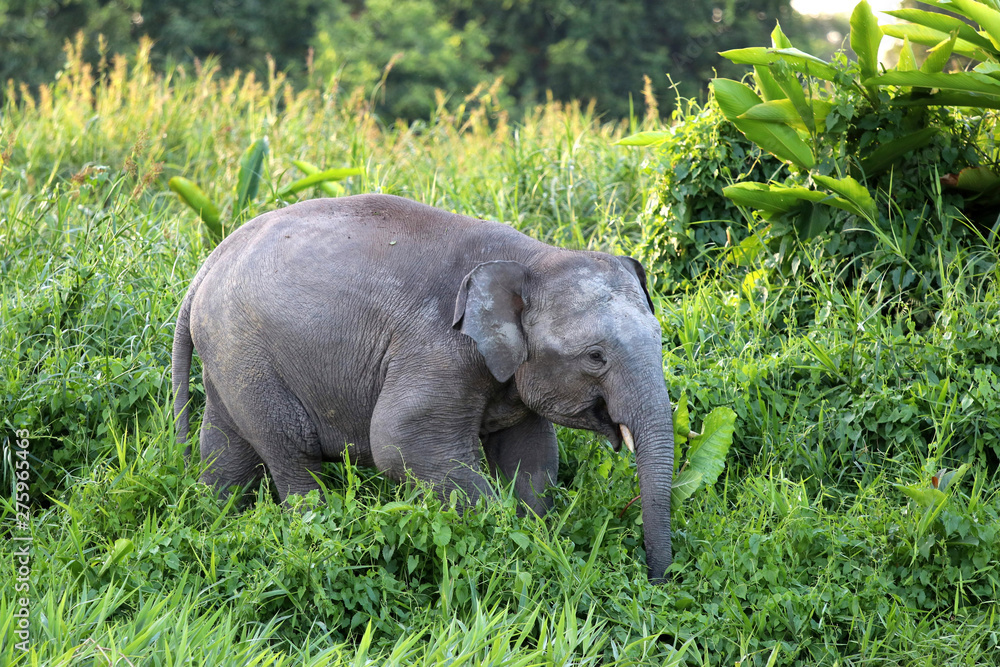 Borneo pygmy elephants (Elephas maximus borneensis) - Borneo Malaysia Asia