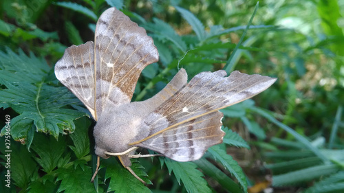 ćma Laothoe populi – Nastrosz topolowiec #275965469