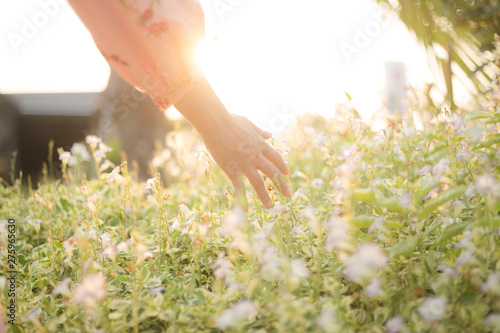 Woman hand running through meadow field with wilde flowers. Girl's hand touching wildflowers closeup. Health care concept. Rural field. Hand Skin care treatment, Alternative medicine. Environment