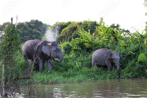 Photography Borneo pygmy elephants (Elephas maximus borneensis) - Borneo Malaysia Asia
