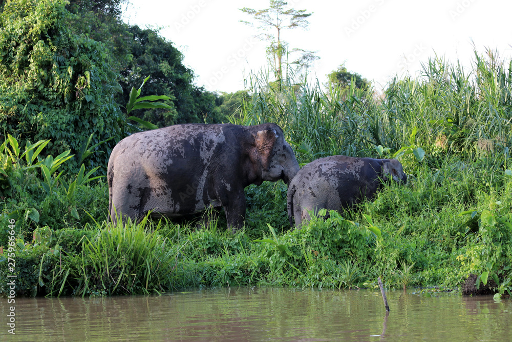 Fototapeta premium Borneo pygmy elephants (Elephas maximus borneensis) - Borneo Malaysia Asia