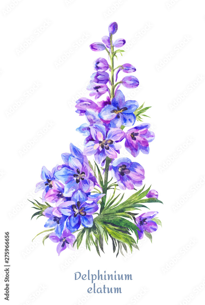 Obraz premium Delphinium illustration, watercolor blue larkspur