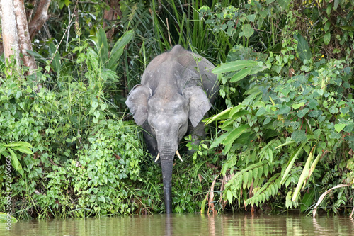 Photography Borneo pygmy elephants (Elephas maximus borneensis) - Borneo Malaysia Asia