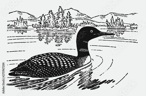 Common loon, great northern diver, gavia immer swimming on lake in landscape with trees and mountains, after antique engraving from early 20 C.