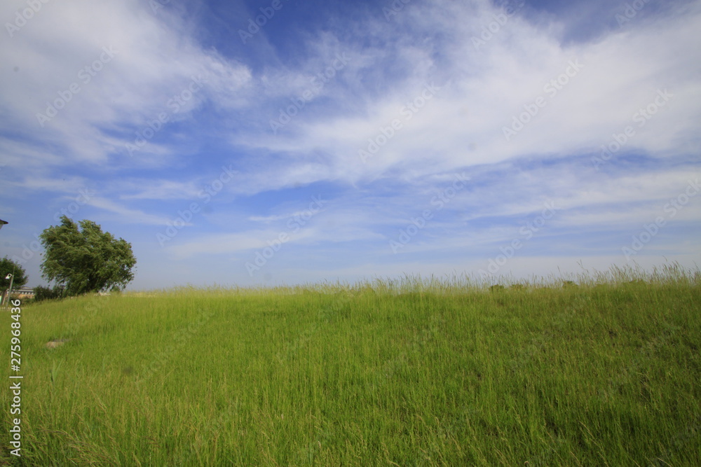 golf course landscape