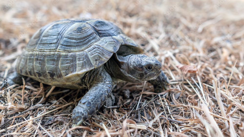 Fototapeta premium Land tortoise walking on dry grass