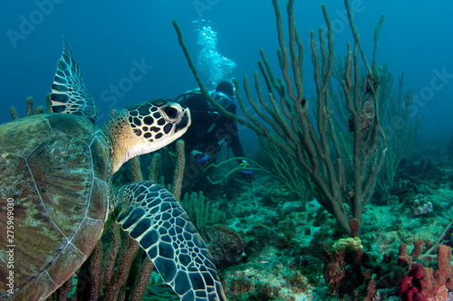 A beautiful green sea turtle swims across a colorful Caribbean reef in Grenada, West Indies. 