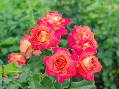 Red roses on a background of green foliage