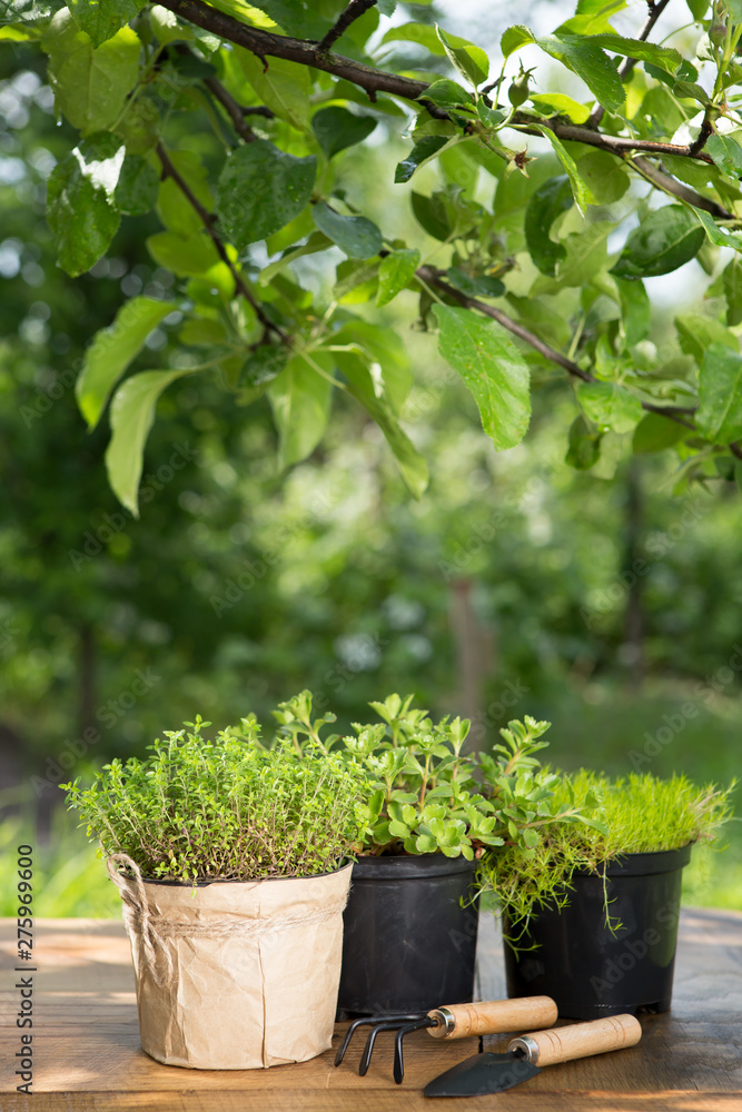 Plants in pot and garden tools on the wooden table, green trees background gardening concept