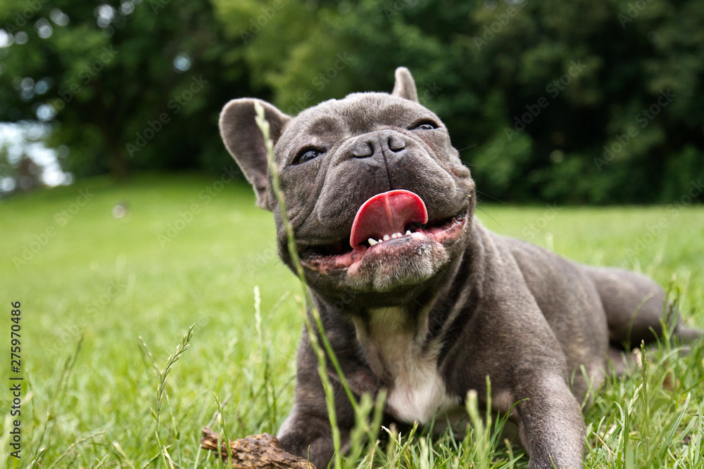 french bulldog in blue lies with his tongue hanging on a green field