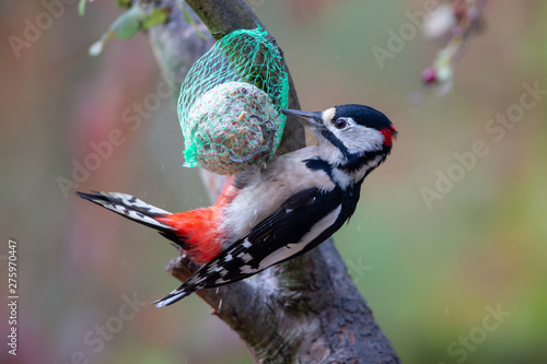 Great Spotted Woodpecker (Dendrocopos major) feeding on a fat ball in the nature protection area Moenchbruch near Frankfurt, Germany. photo