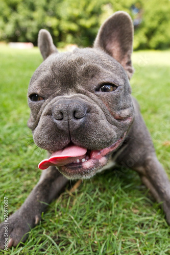 french bulldog in blue lies with his tongue hanging on a green field