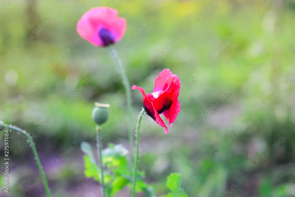 Obraz premium flowering poppies in the garden