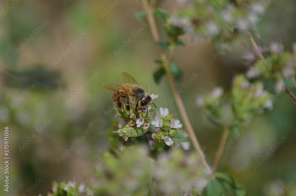 Bee on origan flowers