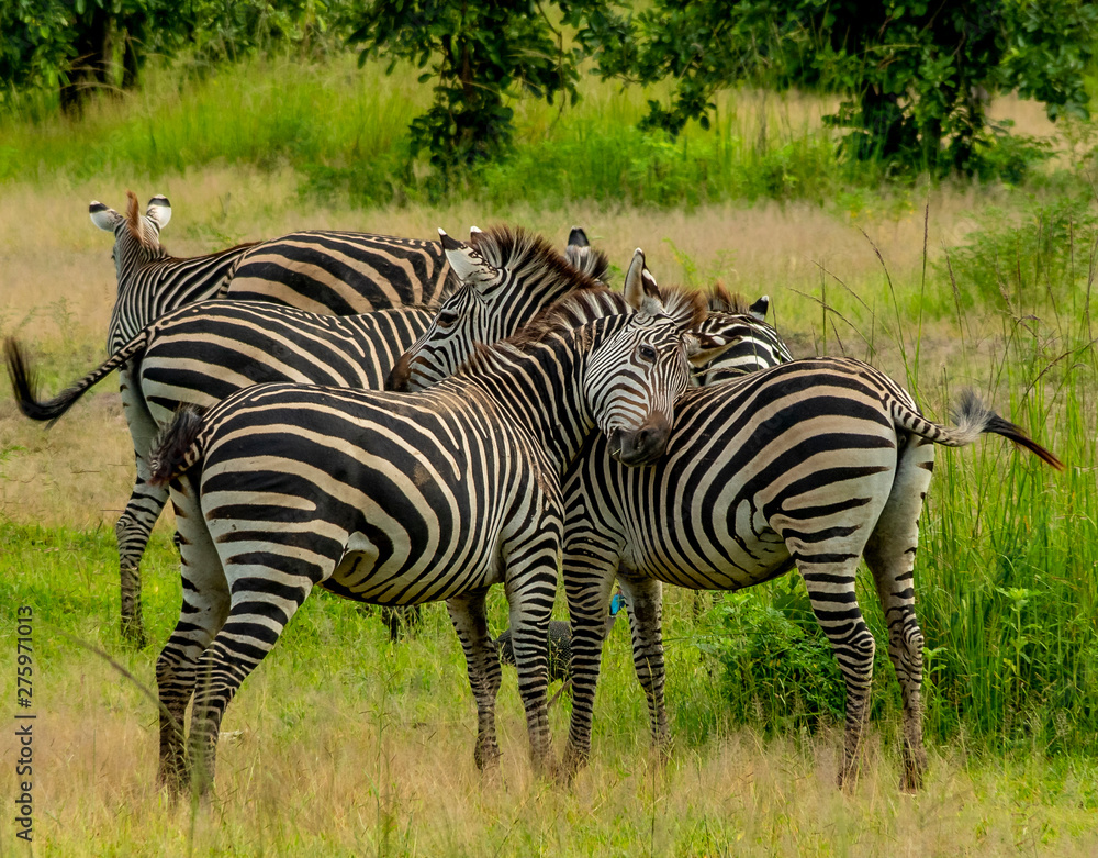 Fototapeta premium Zebras