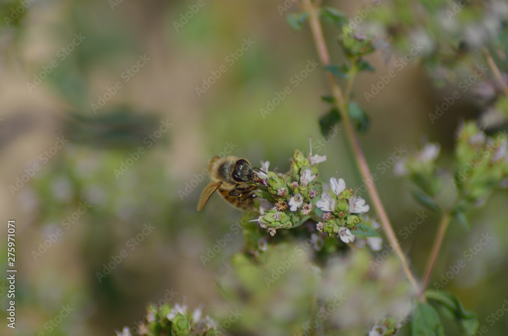 Bee on origan flowers Bee on origan flowers