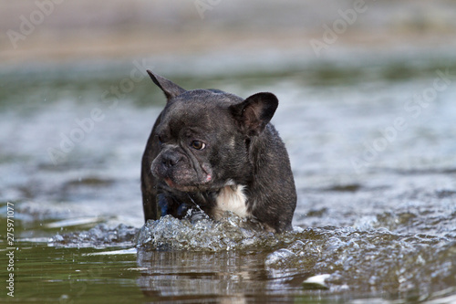 French bulldog in blue playing in the water © macgyverhh