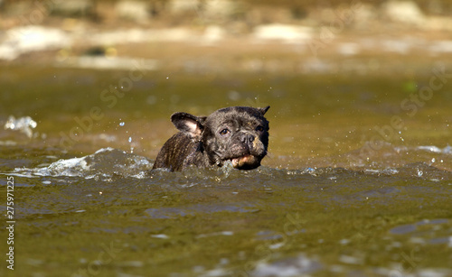 French bulldog go into the water to swim