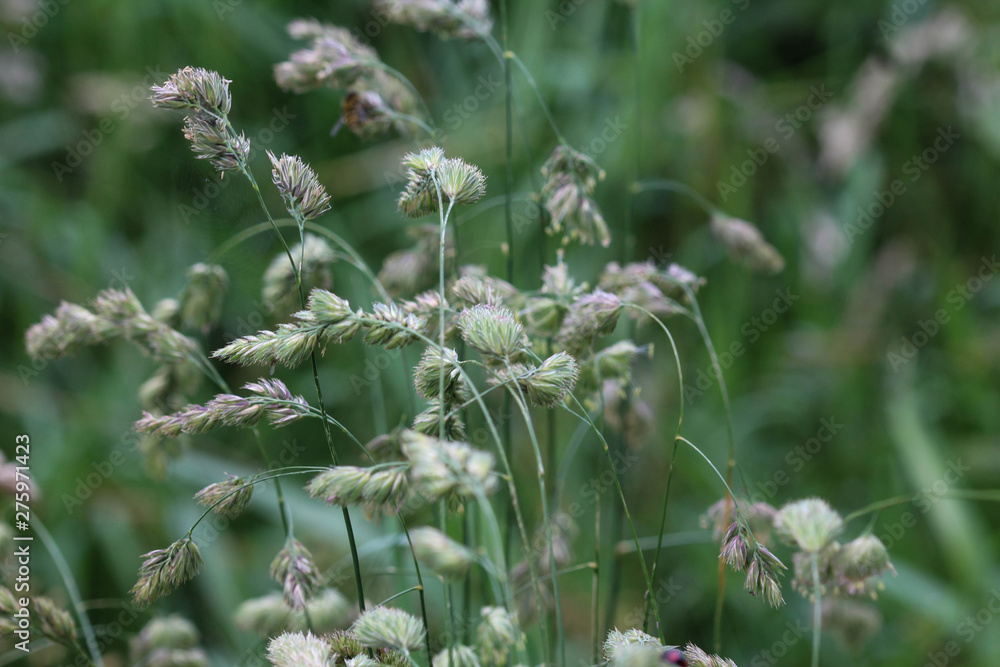 Dactylis glomerata, also known as cock's foot, orchard grass, or cat grass Dactylis glomerata, also known as cock's foot, orchard grass, or cat grass