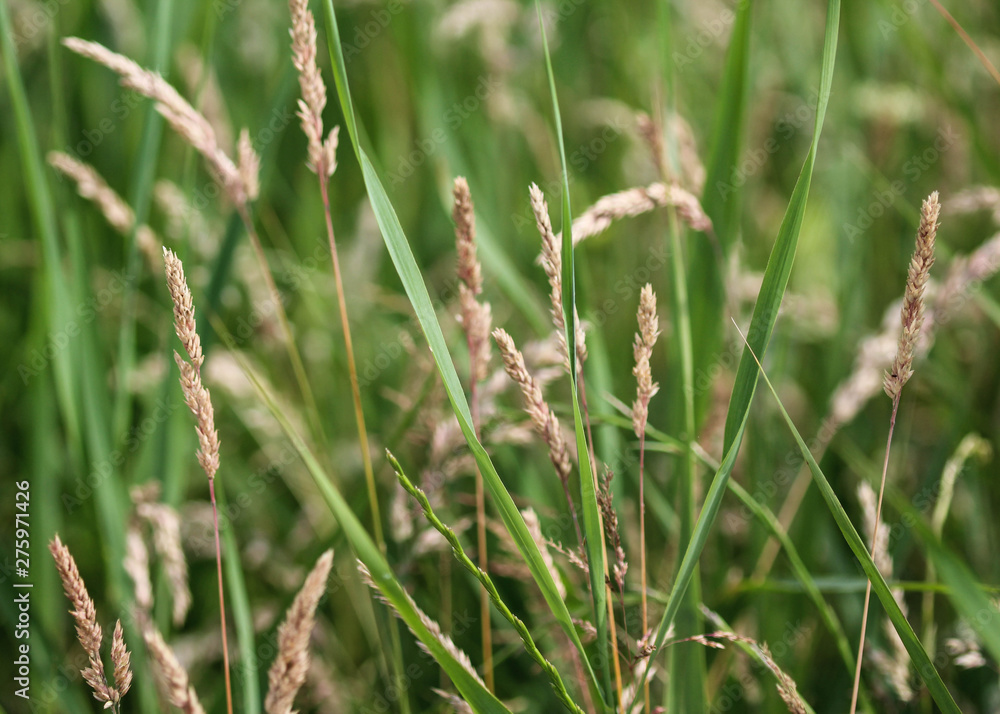Holcus lanatus, common names include Yorkshire fog, tufted grass, and meadow soft grass