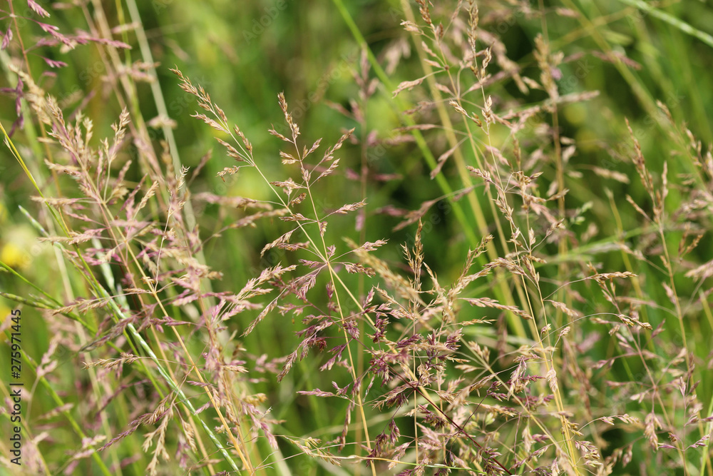 Poa pratensis, commonly known as Kentucky bluegrass, blue grass, smooth meadow grass, or common meadow grass