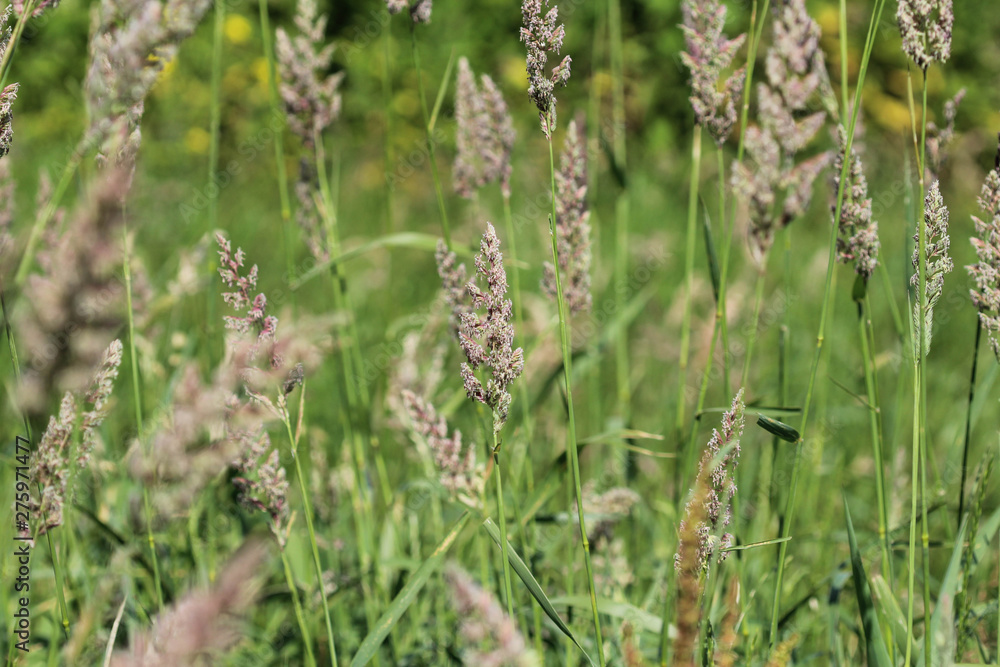 Dactylis glomerata, also known as cock's foot, orchard grass, or cat grass Dactylis glomerata, also known as cock's foot, orchard grass, or cat grass