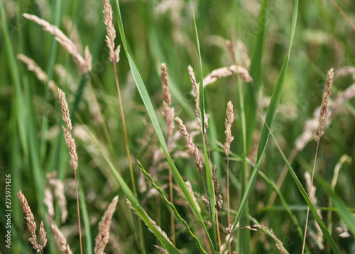 Holcus lanatus, common names include Yorkshire fog, tufted grass, and meadow soft grass