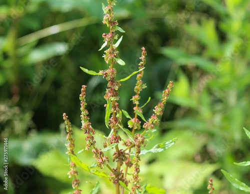 Rumex obtusifolius, commonly known as bitter dock, broad leaved dock, bluntleaf dock, or butter dock